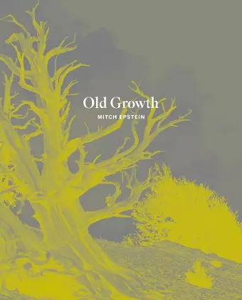 Old Growth cover