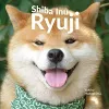 Shiba Inu Ryuji cover