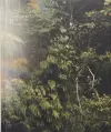 La Soufrière cover