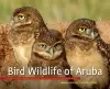 Bird Wildlife of Aruba cover