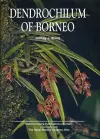 Dendrochilum of Borneo cover