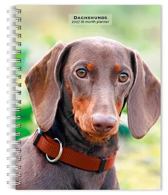 Dachshunds 2027 6 X 7.75 Inch Spiral-Bound Wire-O Weekly Engagement Planner Calendar New Full-Color Image Every Week cover