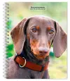 Dachshunds 2027 6 X 7.75 Inch Spiral-Bound Wire-O Weekly Engagement Planner Calendar New Full-Color Image Every Week cover