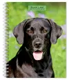 Black Labrador Retrievers | 2027 6 x 7.75 Inch Spiral-Bound Wire-O Weekly Engagement Planner Calendar | New Full-Color Image Every Week | BrownTrout | Animals Dog Breeds cover