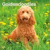 Goldendoodles 2027 12 X 24 Inch (Hanging) Monthly Square Wall Calendar Plastic-Free cover