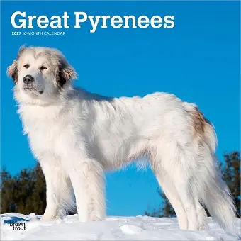 Great Pyrenees 2027 12 X 24 Inch (Hanging) Monthly Square Wall Calendar Plastic-Free cover