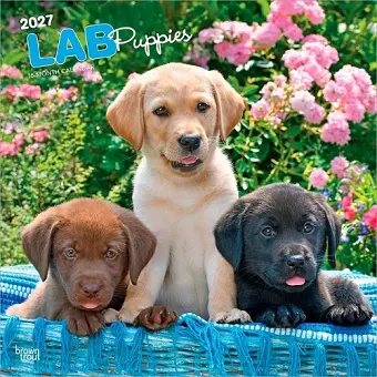 Labrador Retriever Puppies 2027 12 X 24 Inch (Hanging) Monthly Square Wall Calendar Plastic-Free cover
