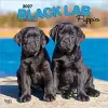 Black Labrador Retriever Puppies 2027 12 X 24 Inch (Hanging) Monthly Square Wall Calendar Plastic-Free cover