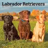 Labrador Retrievers 2027 12 X 24 Inch (Hanging) Monthly Square Wall Calendar Plastic-Free cover