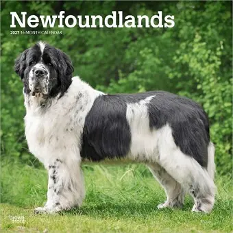 Newfoundlands 2027 12 X 24 Inch (Hanging) Monthly Square Wall Calendar Plastic-Free cover