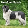 Newfoundlands 2027 12 X 24 Inch (Hanging) Monthly Square Wall Calendar Plastic-Free cover