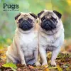 Pugs 2027 12 X 24 Inch (Hanging) Monthly Square Wall Calendar Plastic-Free cover