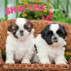 Shih Tzu Puppies 2027 12 X 24 Inch (Hanging) Monthly Square Wall Calendar Plastic-Free cover