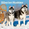 Siberian Huskies 2027 12 X 24 Inch (Hanging) Monthly Square Wall Calendar Plastic-Free cover