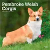 Pembroke Welsh Corgis 2027 12 X 24 Inch (Hanging) Monthly Square Wall Calendar Plastic-Free cover