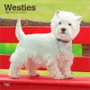 West Highland White Terriers 2027 12 X 24 Inch (Hanging) Monthly Square Wall Calendar Plastic-Free cover