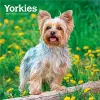 Yorkshire Terriers 2027 12 X 24 Inch (Hanging) Monthly Square Wall Calendar Plastic-Free cover