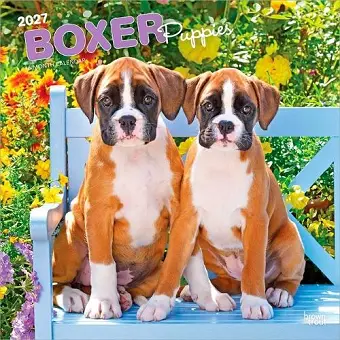Boxer Puppies 2027 12 X 24 Inch (Hanging) Monthly Square Wall Calendar Plastic-Free cover