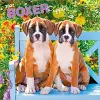 Boxer Puppies 2027 12 X 24 Inch (Hanging) Monthly Square Wall Calendar Plastic-Free cover