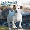 Jack Russell Terriers | 2027 12 x 24 Inch (Hanging) Monthly Square Wall Calendar | Plastic-Free | BrownTrout | Animals Dog Breeds cover