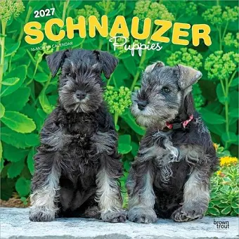 Schnauzer Puppies 2027 12 X 24 Inch (Hanging) Monthly Square Wall Calendar Plastic-Free cover