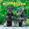 Schnauzer Puppies 2027 12 X 24 Inch (Hanging) Monthly Square Wall Calendar Plastic-Free cover