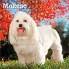 Maltese 2027 12 X 24 Inch (Hanging) Monthly Square Wall Calendar Plastic-Free cover