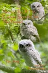 Secret Life of the Eastern Screech Owl - The Prequel cover