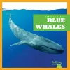 Blue Whales cover