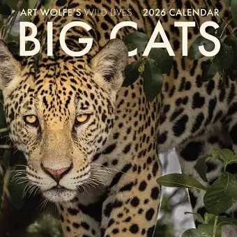 2026 Big Cats Wall Calendar cover