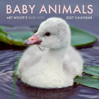 2027 Baby Animals Wall Calendar cover