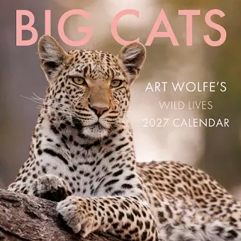 2027 Big Cats Wall Calendar cover