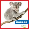 Koalas cover