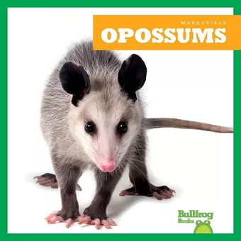 Opossums cover