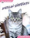 American Shorthairs cover