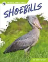 Shoebills cover